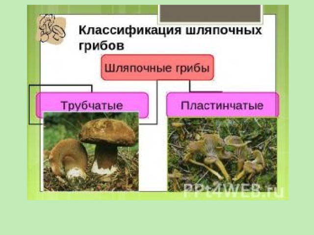 Группа грибов шляпочные примеры среда обитания значение