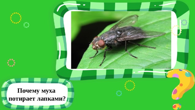 Почему муха потирает лапками? 