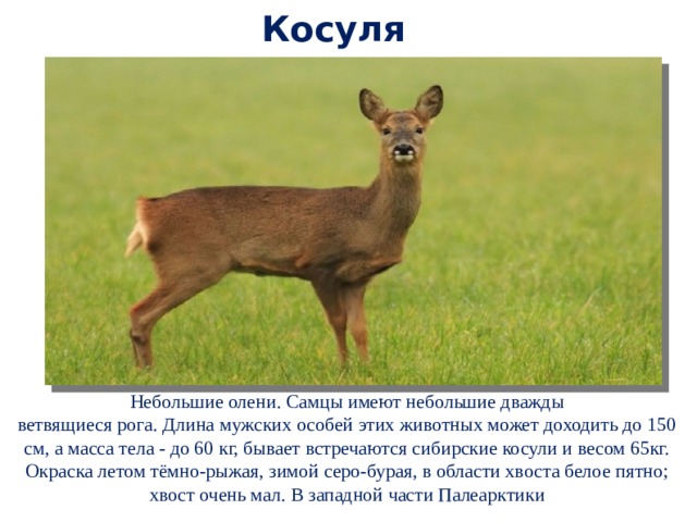 Косуля вес