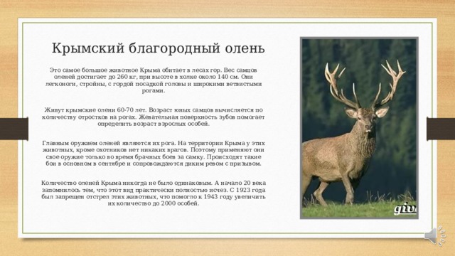 Презентация на тему благородный олень