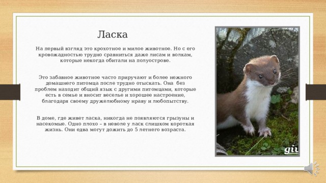 Ласка животное презентация