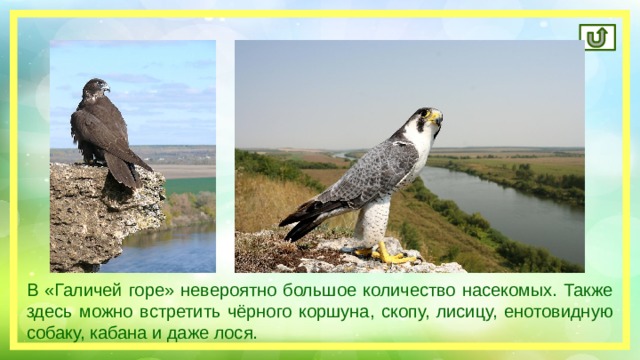 В «Галичей горе» невероятно большое количество насекомых. Также здесь можно встретить чёрного коршуна, скопу, лисицу, енотовидную собаку, кабана и даже лося. 