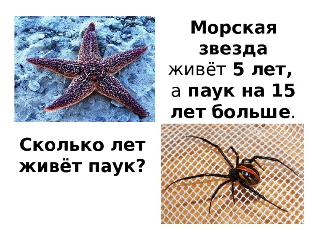 Морская звезда живёт 5 лет, а паук на 15 лет больше .   Сколько лет живёт паук?  