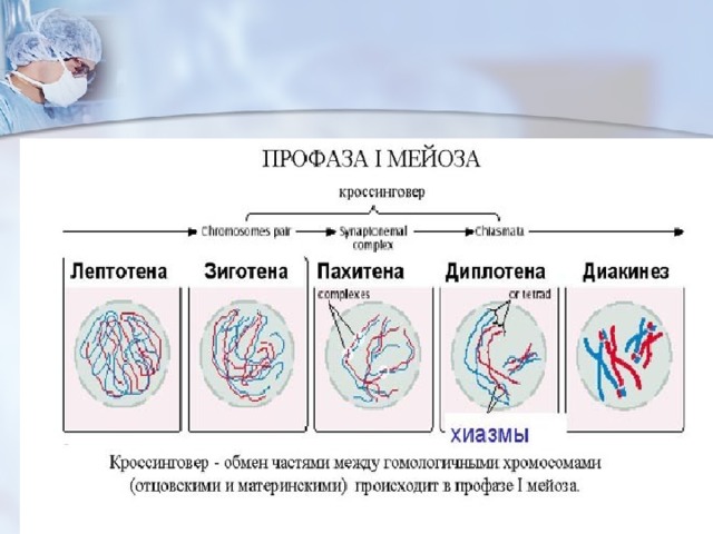 Определите тип и фазу деления изображенной на рисунке клетки если исходная клетка была диплоидной