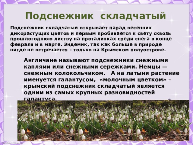 Крымские первоцветы презентация