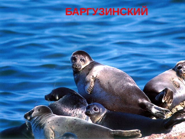 БАРГУЗИНСКИЙ 