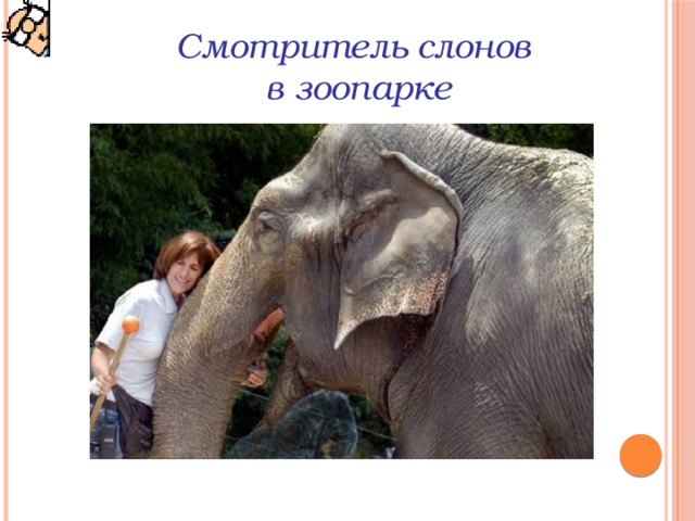 Смотритель слонов в зоопарке 