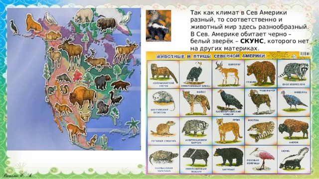 Животный мир материка северная америка. Животный мир Северной Америки на карте. Животные Северной Америки для детей. Жичотныесеверной Америки. Животные Северной и Южной Америки.