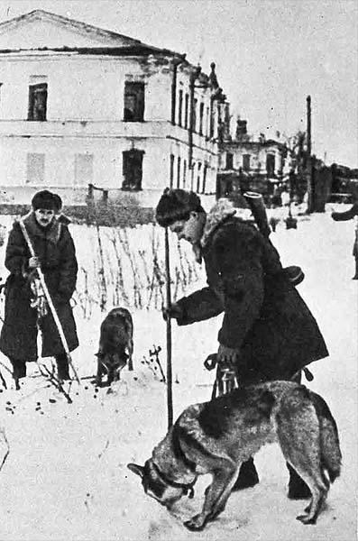 Собаки миноискатели на войне 1941 1945 фото