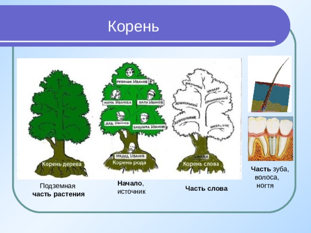 Корни 6 букв. Корень в слове здание. Дерево корень слова. Части корня. Слова с корнем дом.