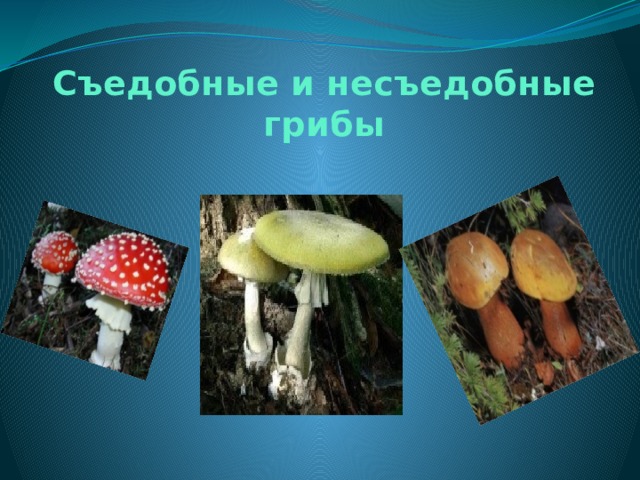 Съедобные и несъедобные грибы 