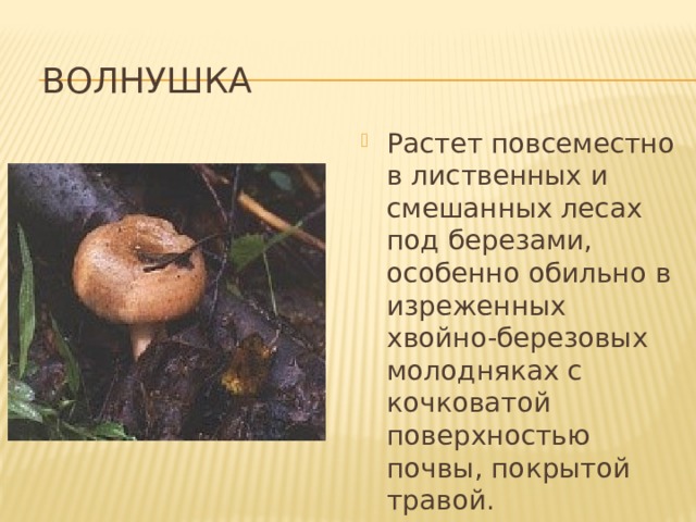 волнушка Растет повсеместно в лиственных и смешанных лесах под березами, особенно обильно в изреженных хвойно-березовых молодняках с кочковатой поверхностью почвы, покрытой травой. 