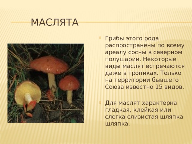   маслята Грибы этого рода распространены по всему ареалу сосны в северном полушарии. Некоторые виды маслят встречаются даже в тропиках. Только на территории бывшего Союза известно 15 видов. Для маслят характерна гладкая, клейкая или слегка слизистая шляпка шляпка. 