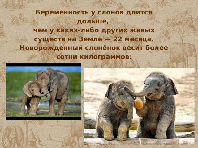 Беременность у слонов длится дольше, чем у каких-либо других живых существ на Земле — 22 месяца. Новорожденный слонёнок весит более сотни килограммов. 