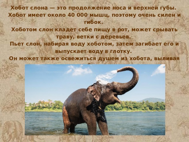 Хобот слона — это продолжение носа и верхней губы. Хобот имеет около 40 000 мышц, поэтому очень силен и гибок. Хоботом слон кладет себе пищу в рот, может срывать траву, ветки с деревьев. Пьет слон, набирая воду хоботом, затем загибает его и выпускает воду в глотку. Он может также освежиться душем из хобота, выливая воду себе на спину.  
