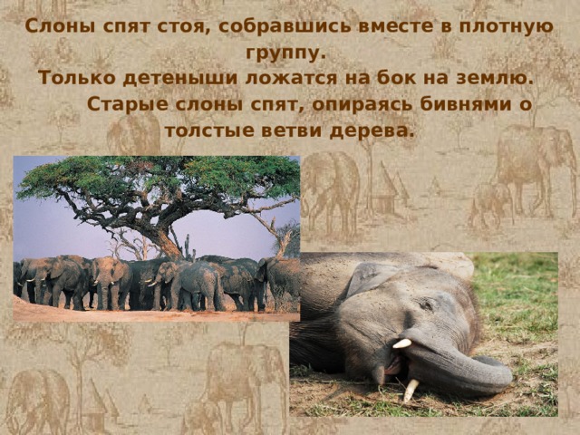 Слоны спят стоя, собравшись вместе в плотную группу. Только детеныши ложатся на бок на землю.  Старые слоны спят, опираясь бивнями о толстые ветви дерева. 