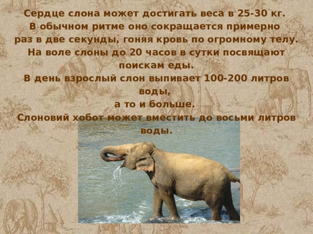 Сердце слона может достигать веса в 25-30 кг. В обычном ритме оно сокращается примерно раз в две секунды, гоняя кровь по огромному телу. На воле слоны до 20 часов в сутки посвящают поискам еды. В день взрослый слон выпивает 100-200 литров воды, а то и больше. Слоновий хобот может вместить до восьми литров воды. 