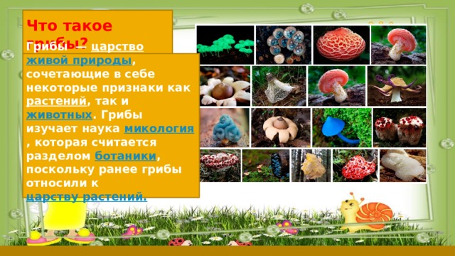 Окружающий мир царства живой природы. Царство живой природы грибы 3 класс. Царства живой природы 3 класс окружающий мир. Четыре царства живой природы 3 класс. Четыре царства живой природы 2 класс.