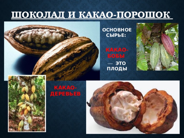 ШОКОЛАД И КАКАО-ПОРОШОК ОСНОВНОЕ СЫРЬЕ:  КАКАО-БОБЫ   ЭТО ПЛОДЫ КАКАО-ДЕРЕВЬЕВ 