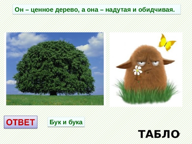 Он – ценное дерево, а она – надутая и обидчивая. Бук и бука ТАБЛО  