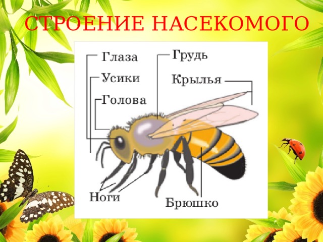 Модель схема насекомого