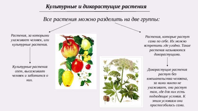 На какие две группы можно разделить растения. Дикорастущие и культурные растения. Группы культурных растений. Группы дикорастущих растений.