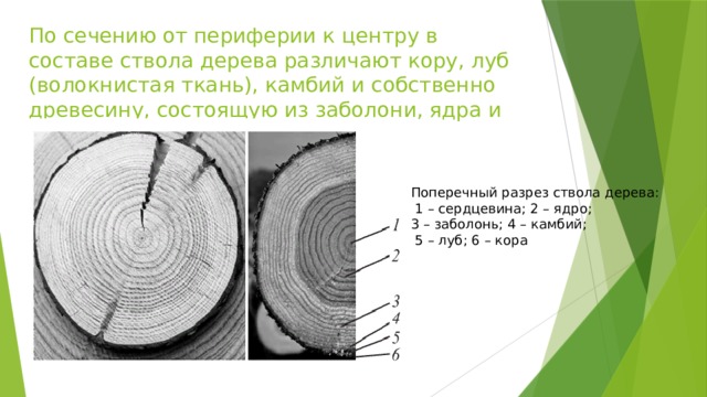 По сечению от периферии к центру в составе ствола дерева различают кору, луб (волокнистая ткань), камбий и собственно древесину, состоящую из заболони, ядра и сердцевины Поперечный разрез ствола дерева:  1 – сердцевина; 2 – ядро; 3 – заболонь; 4 – камбий;  5 – луб; 6 – кора 