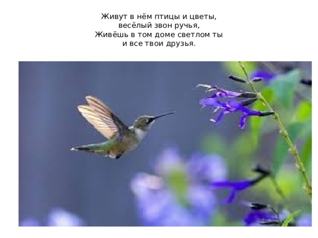 Живут в нём птицы и цветы,  весёлый звон ручья,  Живёшь в том доме светлом ты  и все твои друзья. 