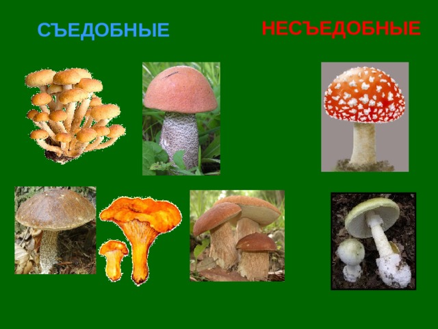 Царство грибы презентация 3 класс окружающий. В царстве грибов 3 класс окружающий мир Плешаков. Царство грибов 3 класс окружающий мир. Грибы 3 класс окружающий мир. Окружающий мир в царстве грибов.