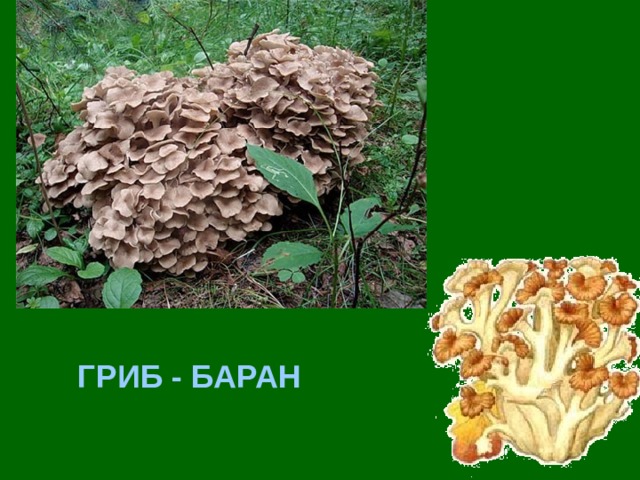 Рисунок гриба барана