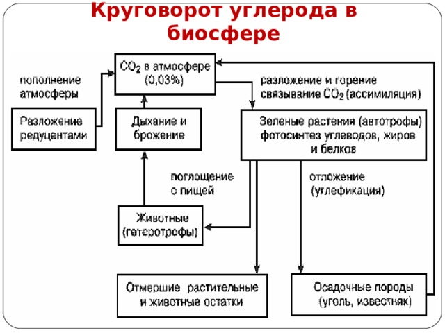 Круговорот углерода в биосфере 