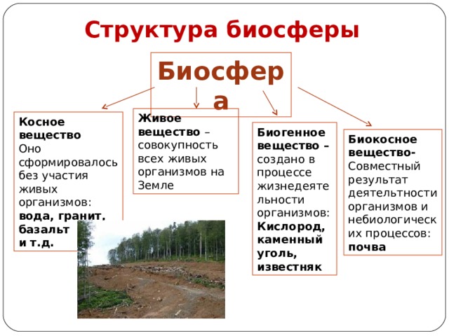 Структура биосферы Биосфера Живое вещество – совокупность всех живых организмов на Земле Косное вещество Оно сформировалось без участия живых организмов: вода, гранит, базальт и т.д. Биогенное вещество – создано в процессе жизнедеятельности организмов: Кислород, каменный уголь, известняк Биокосное вещество- Совместный результат деятельтности организмов и небиологических процессов: почва 