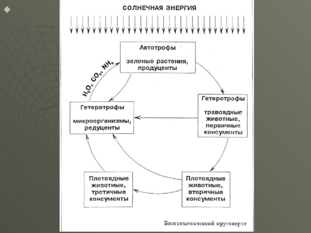 Живое вещество и биогеохимические круговороты в биосфере презентация 11 класс