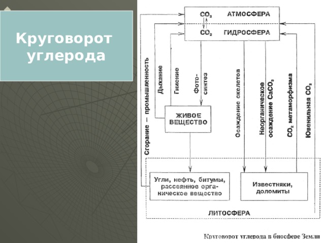 Презентация по теме круговорот углерода