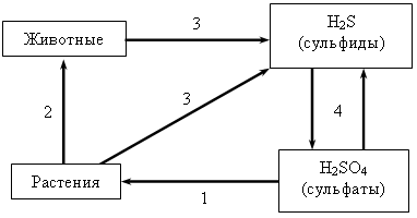 Схема круговорота серы в природе схема