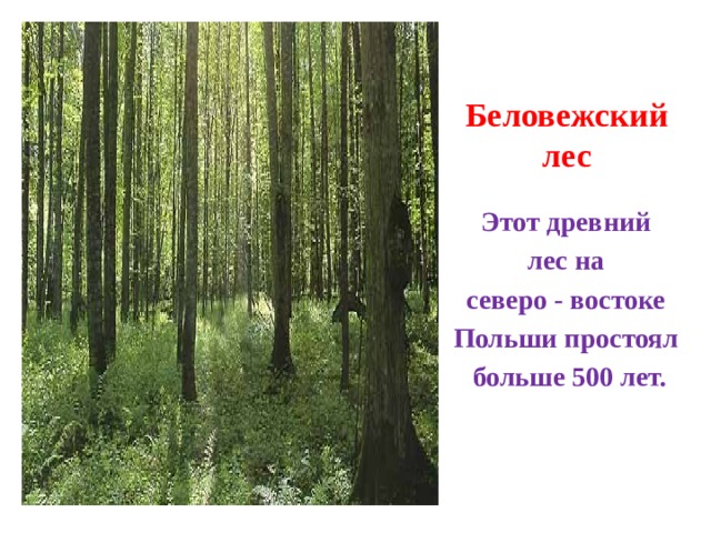 Беловежский лес Этот древний лес на северо - востоке Польши простоял больше 500 лет. 
