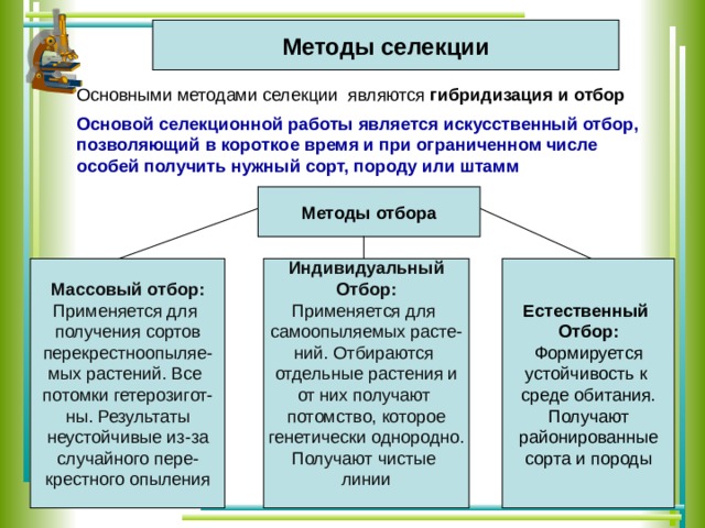 Основой селекции является. Основные методы селекции гибридизация и искусственный отбор. Основные методы селекционной работы. Основные ме оды сеоекции.