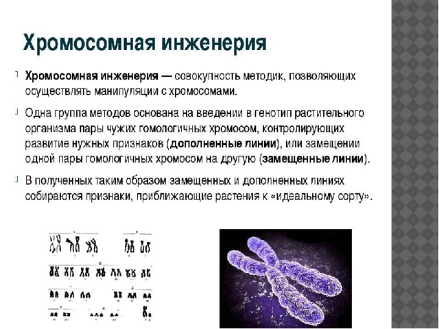 Геномная селекция презентация