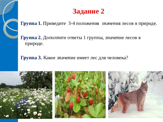 Задание 2 Группа 1. Приведите 3-4 положения значения лесов в природе. Группа 2. Дополните ответы 1 группы, значение лесов в природе. Группа 3. Какое значение имеет лес для человека? 