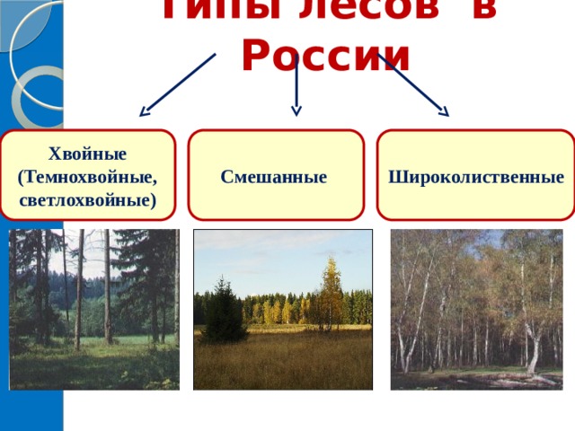Типы лесов в России    Хвойные Смешанные Широколиственные (Темнохвойные, светлохвойные) 