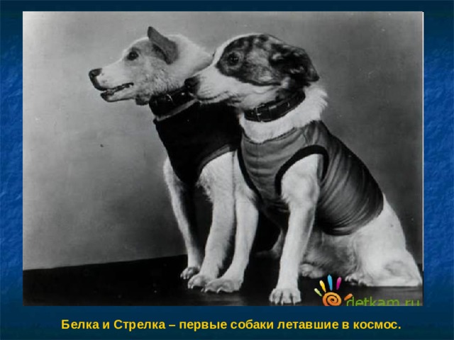Белка и Стрелка – первые собаки летавшие в космос. 