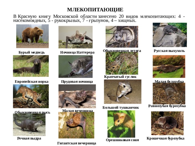 красная книга животных московской области фото и описание