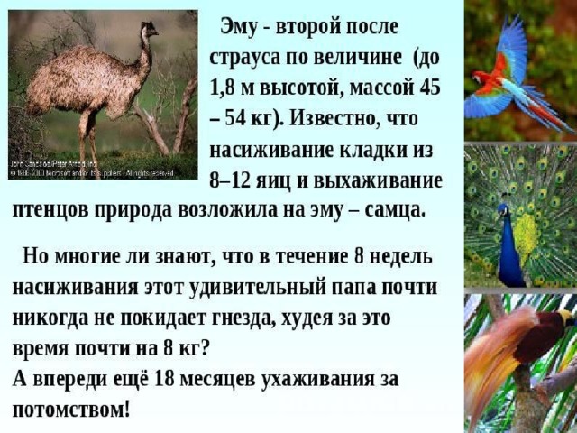 Птицы новой земли фото с названиями