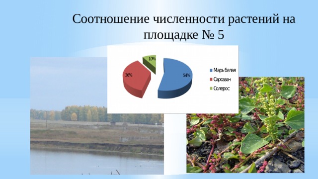 Соотношение численности растений на площадке № 5   