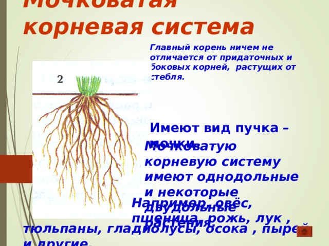 Какую корневую систему имеет. Мочковатая корневая система состоит из и корней. Двудольные имеет мочковатую корневую систему. Главный корень у мочковатой системы. Мочковатую корневую систему имеет.