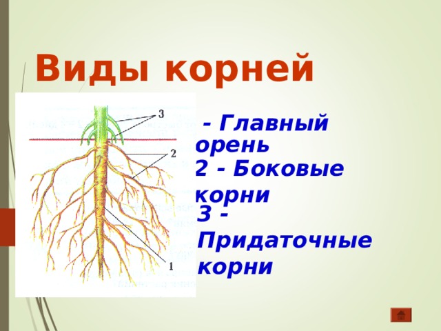 Каким номером на рисунке обозначен боковой корень