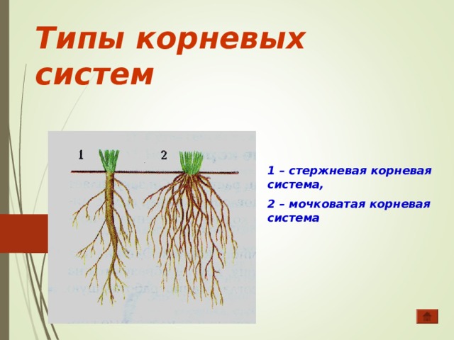 Что значит корневая система. Стержневая система корня. Типы корневых систем стержневая мочковатая ветвистая. Мочковатая корневая система.