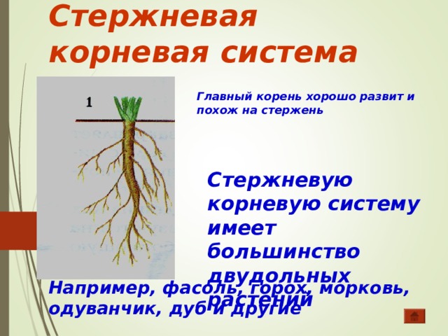 Какой тип корневой системы сформируется если. Корневая система фасоли. Корневая гороха корневая система. Строение корня стержневой системы.