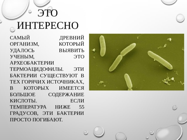 Урок бактерии 7 класс биология