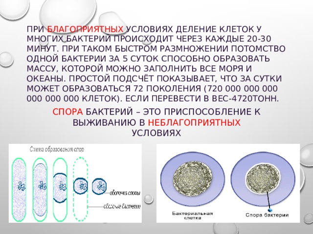 Количество бактерий